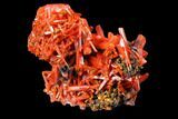 Bright Orange Crocoite Crystal Cluster - Tasmania #129097-1